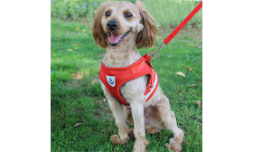 Odsevni Jopič za pse z Ujemajočim se Povodcem