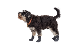 Športne pasje nogavice Športne pasje nogavice