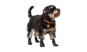 Športne pasje nogavice Športne pasje nogavice