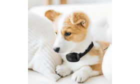 Pasja Ovratnica proti Laježu Pasja Ovratnica proti Laježu