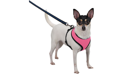 Harnais pour chien